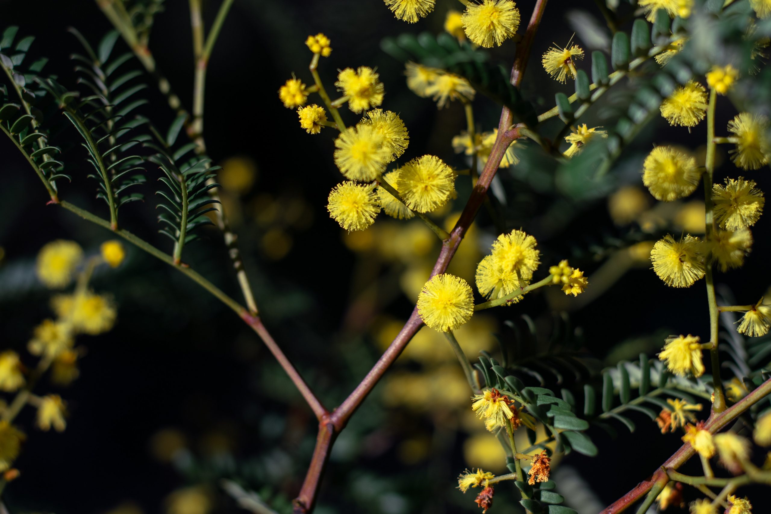 A close up of wattle flowers.
